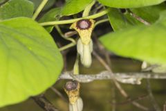 Woolly Dutchman's Pipe, Aristolochia tomentosa