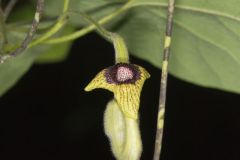 Woolly Dutchman's Pipe, Aristolochia tomentosa