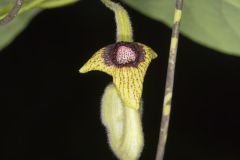 Woolly Dutchman's Pipe, Aristolochia tomentosa
