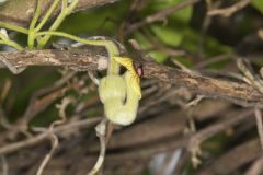 Woolly Dutchman's Pipe, Aristolochia tomentosa