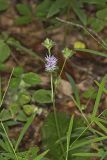 Woolly Elephant's Foot, Elephantopus tomentosus