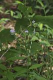 Woolly Elephant's Foot, Elephantopus tomentosus