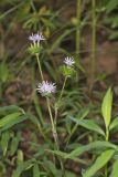 Woolly Elephant's Foot, Elephantopus tomentosus