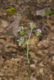 Woolly Elephant's Foot, Elephantopus tomentosus