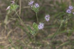 Woolly Elephant's Foot, Elephantopus tomentosus