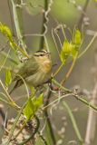Worm-eating Warbler, Helmitheros vermivorum