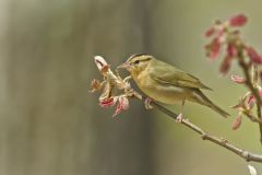 Worm-eating Warbler, Helmitheros vermivorum