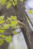 Worm-eating Warbler, Helmitheros vermivorum