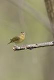 Worm-eating Warbler, Helmitheros vermivorum