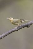 Worm-eating Warbler, Helmitheros vermivorum