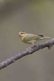Worm-eating Warbler, Helmitheros vermivorum