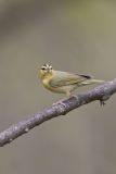 Worm-eating Warbler, Helmitheros vermivorum