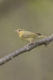 Worm-eating Warbler, Helmitheros vermivorum