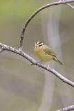 Worm-eating Warbler, Helmitheros vermivorum