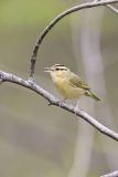 Worm-eating Warbler, Helmitheros vermivorum