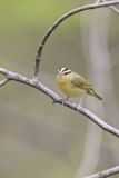 Worm-eating Warbler, Helmitheros vermivorum