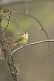 Worm-eating Warbler, Helmitheros vermivorum