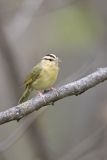 Worm-eating Warbler, Helmitheros vermivorum