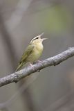 Worm-eating Warbler, Helmitheros vermivorum
