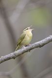 Worm-eating Warbler, Helmitheros vermivorum