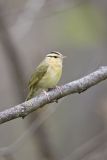 Worm-eating Warbler, Helmitheros vermivorum