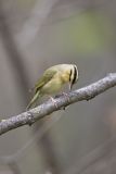 Worm-eating Warbler, Helmitheros vermivorum