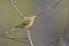 Worm-eating Warbler, Helmitheros vermivorum