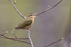 Worm-eating Warbler, Helmitheros vermivorum