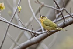 Worm-eating Warbler, Helmitheros vermivorum