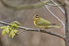 Worm-eating Warbler, Helmitheros vermivorum