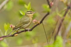 Worm-eating Warbler, Helmitheros vermivorum