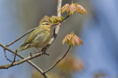 Worm-eating Warbler, Helmitheros vermivorum