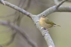 Worm-eating Warbler, Helmitheros vermivorum