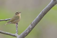 Worm-eating Warbler, Helmitheros vermivorum