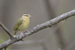 Worm-eating Warbler, Helmitheros vermivorum