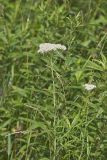 Yarrow, Achillea millefolium