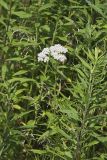 Yarrow, Achillea millefolium