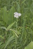 Yarrow, Achillea millefolium