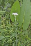 Yarrow, Achillea millefolium