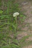 Yarrow, Achillea millefolium