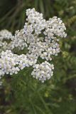Yarrow, Achillea millefolium