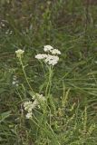 Yarrow, Achillea millefolium