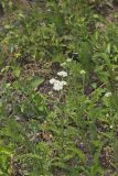 Yarrow, Achillea millefolium