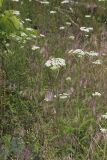 Yarrow, Achillea millefolium
