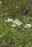 Yarrow, Achillea millefolium