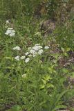 Yarrow, Achillea millefolium