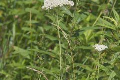 Yarrow, Achillea millefolium