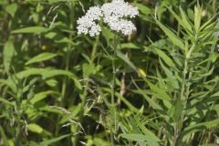Yarrow, Achillea millefolium