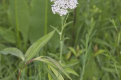 Yarrow, Achillea millefolium