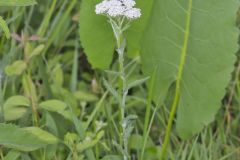 Yarrow, Achillea millefolium